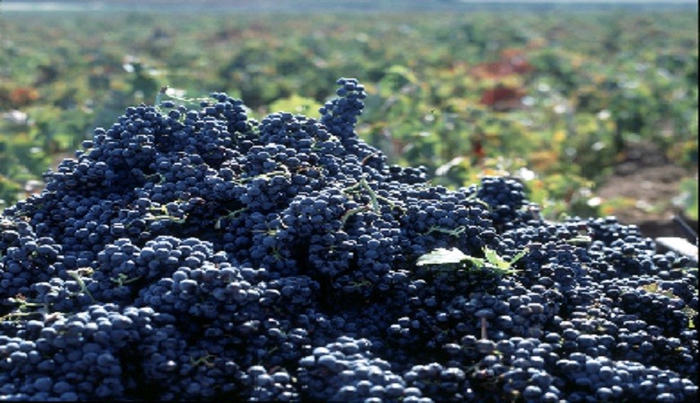 Nuestros vinos